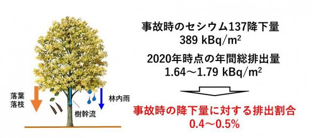 左)落葉・落枝、林内雨、樹幹流を採取し、樹木から土壌へとセシウム137の年間排出量を調査した概念図と、右)事故時の降下量に対する排出割合を示した図