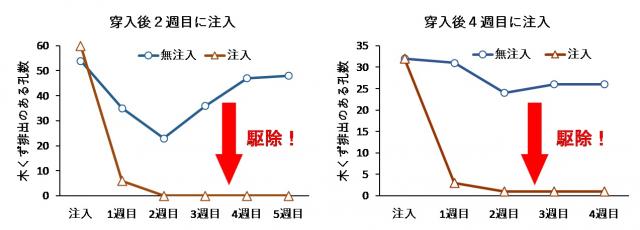 左：カシノナガキクイムシ穿入後2週目に殺虫剤を注入、右：カシノナガキクイムシ穿入後4週目に殺虫剤を注入し、駆除効果を示したグラフ