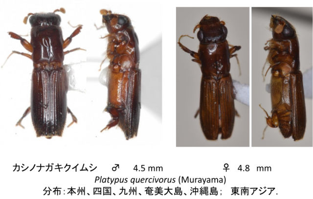 ナラ枯れを起こす、左カシノナガキクイムシのオスと、右カシノナガキクイムシのメスの写真