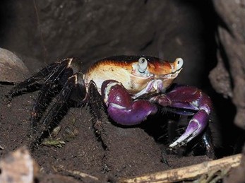 島の海岸から山頂まで広く分布するカクレイワガニの画像