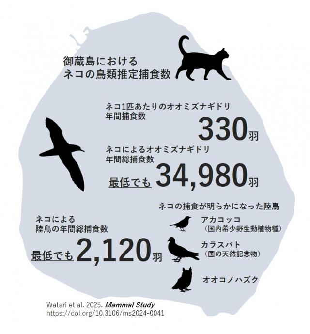 オオミズナギドリとアカコッコ、カラスバト、オオコノハズクの3種の陸鳥への捕食が確認された概要