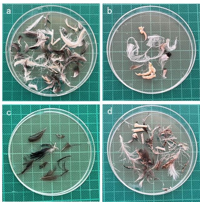 御蔵島の森林域で捕獲された野生化ネコが排出した糞の内容物を分析