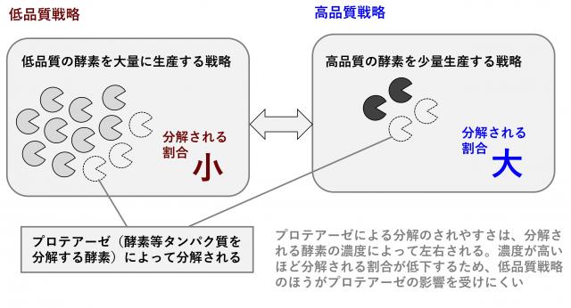 熱帯林の微生物は土壌のリン不足に「質より量」で勝負～リン獲得のための酵素は低品質でも有利?～