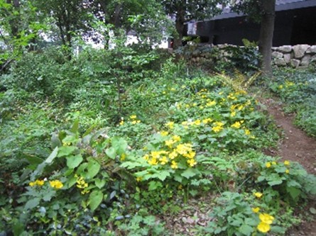 日陰を好む植物類の例