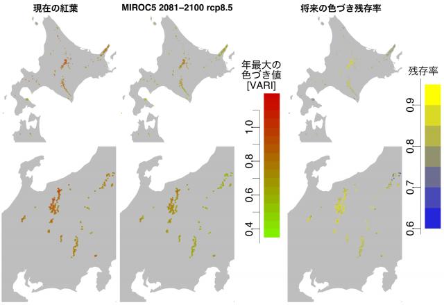 将来的な温暖化に伴う展葉日の早まりによって、全体に色づきが弱くなっていく傾向が明らかになっていることを示した図