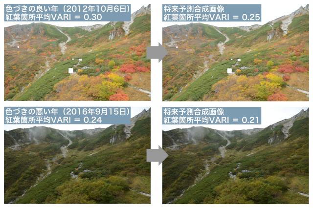 極楽平における景観写真。上段左：色づきの良い年、上段右：将来予測合成画像。下段左：色づきの悪い年、下段右：将来予測合成画像。