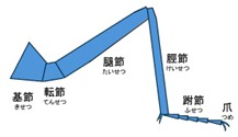 昆虫類の脚の各名称を説明している図