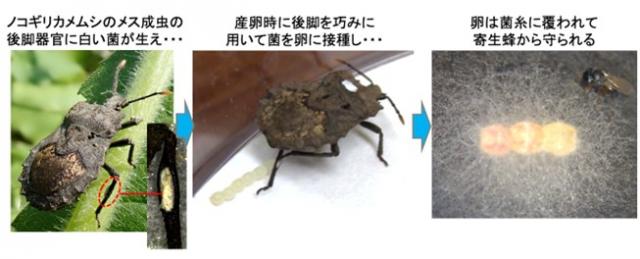 本プレスリリースのポイントを示した概要図