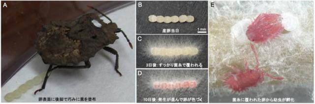 左から順に、卵表面に菌を塗布後、卵塊表面が菌糸で覆われ、幼虫が孵化するまでの写真
