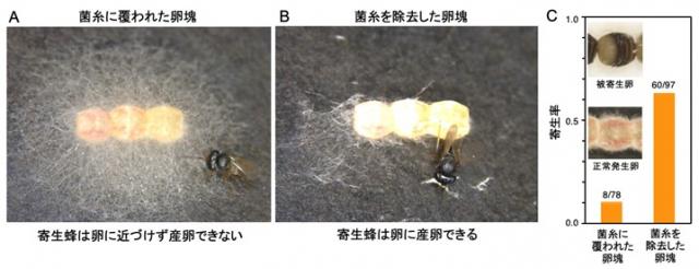 ノコギリカメムシの後脚器官は卵防衛のための糸状菌を培養する防衛共生器官を示した画像とグラフ