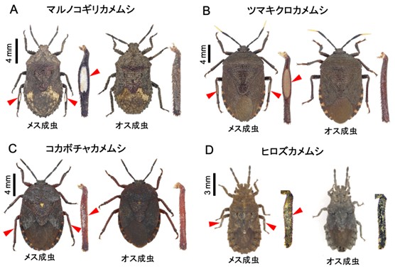 台湾や南西諸島のノコギリカメムシ類メスとオスの成虫の画像