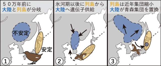 左から①50万年前に大陸と列島が分岐。②氷河期以後に列島から大陸へ遺伝子供給。③列島は近年集団縮小大陸が青森集団を置換を示す図