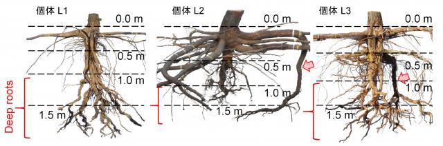 3本のクロマツの根系を示した図