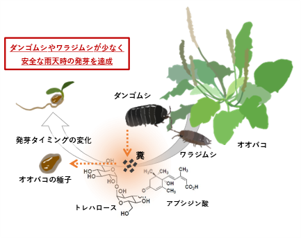 研究テーマの「種子が植食者の糞を感知して食害を回避」概要図
