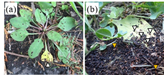 写真左(a)：オオバコの親株、写真右(b)：種子から出たばかりの幼根を食べて芽生えが仮死している様子と、ダンゴムシの糞の写真。