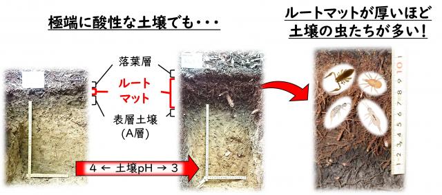 土壌深さ約50cmの断面画像