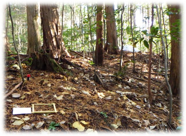 落ち葉が厚く積もっている森の画像