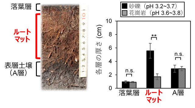 左、土壌深さ約15cmの断面画像。上から落葉層、ルートマット、表層土壌(A層)。右、各層の厚さの棒グラフ。