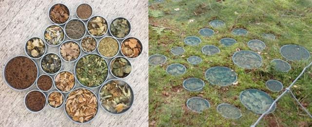 左に丸い枠21個に樹種別の落葉が入っている画像、右に準備した丸い枠を林床に埋めた画像