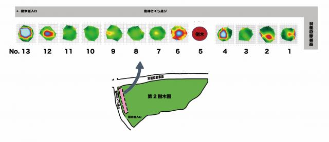 第二樹木園に植栽されている調査対象のソメイヨシノ13本を示す図
