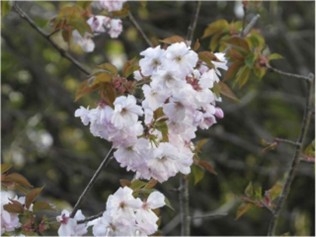 植栽予定の当研究所が開発したサクラ