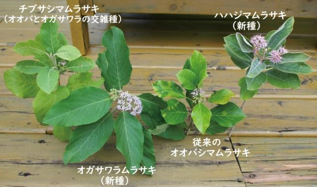左上からチブサシマムラサキ(オオバとオガサワラの交雑種)、ハハジマムラサキ(新種)、左下オガサワラムラサキ(新種)、従来のオオバシマムラサキの写真