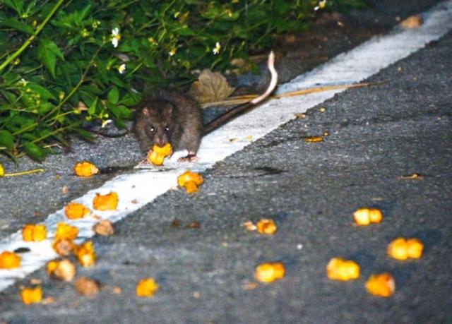 海岸林近くの道路上でアダンの果実を摂食しているケナガネズミの写真