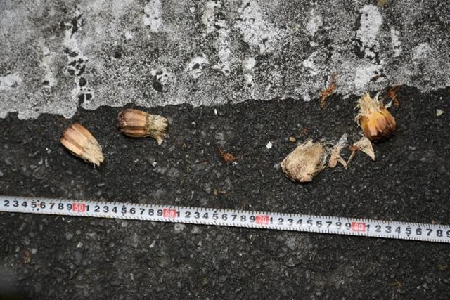 スケールとアダンの果実の写真