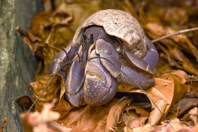 写真：熱帯域に広く分布し、海岸付近の陸上部で生活するヤドカリの仲間