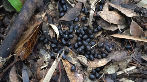 図1やんばる地域で確認されたシカ糞の写真