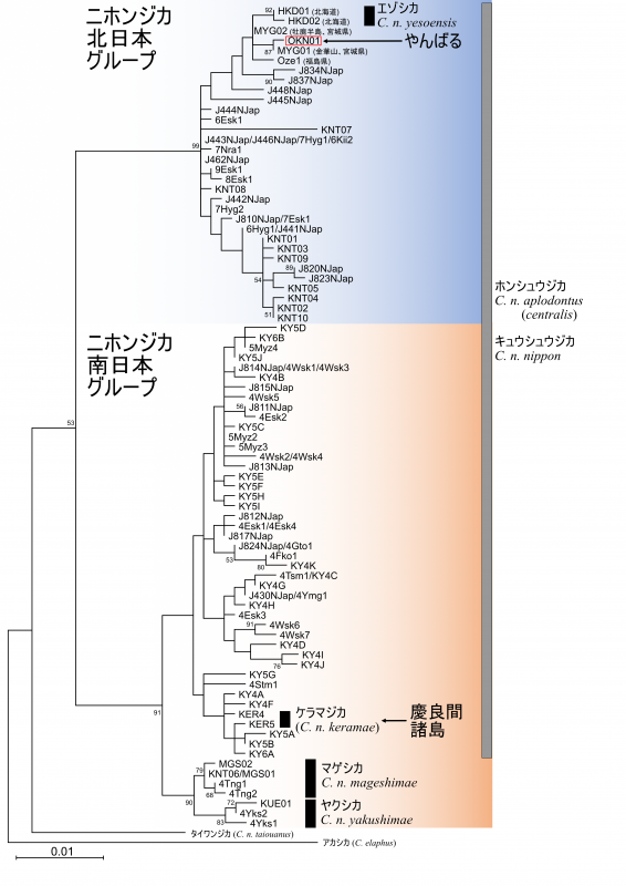図2分子系統樹