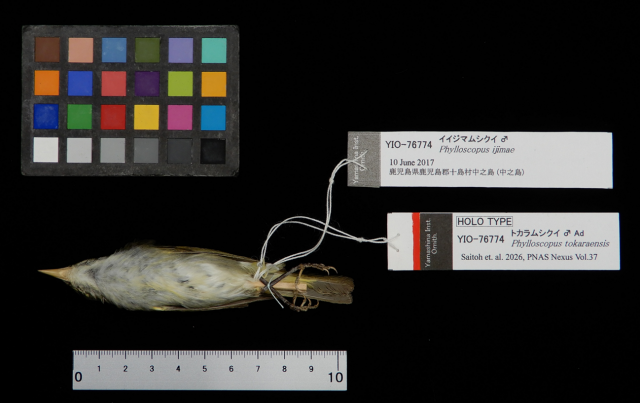図4. 山階鳥類研究所で保存されている新種記載に用いられるタイプ標本の写真