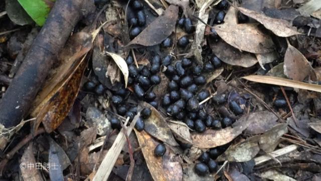 世界自然遺産地域内で発見した糞の写真