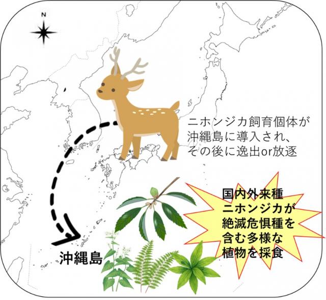 ニホンジカ飼育個体が沖縄島に導入され、その後に逸出or放逐。国内外来種ニホンジカが絶滅危惧種を含む多様な植物を採食するイメージ図