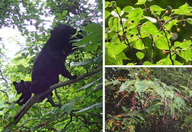 左:母子で果実を食べるツキノワグマ。右上:初夏に結実するカスミザクラ。右下:晩夏から初秋に結実するウワズミザクラの写真。