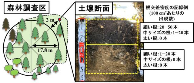 左:森林調査区の図、右:土壌を垂直に切断した断面図