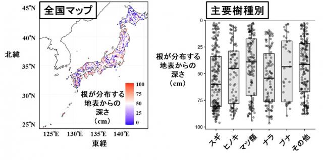 左:根が分布する地表からの深さを示した全国マップ。右:スギ、ヒノキ、マツ類、ナラ、ブナ、その他の根が分布する地表からの深さを示したグラフ。