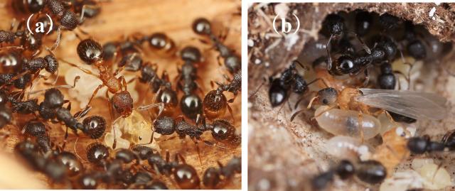 ドングリの中に作られたハヤシムネボソアリというアリの巣から見つかったキノムラヤドリムネボソアリ(キノムラヤドリ)の写真