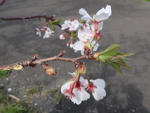 個々の花の開花日がバラつくとともに生育不良による花芽落下が見られる‘染井吉野’の写真