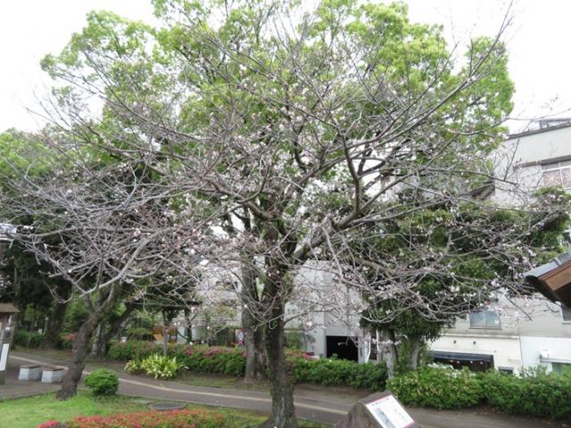 cCUが低いと「満開とならない」開花となり、観賞価値が大きく損なわれた状態の写真