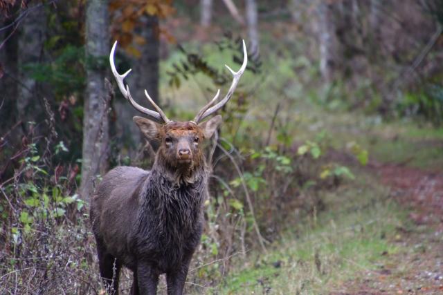 北海道に分布する亜種であるエゾシカの写真