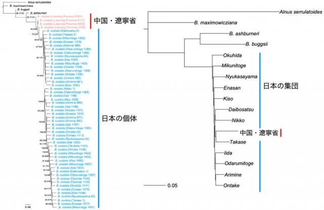 （左）最尤法系統樹と（右）近隣結合法系統樹を示している図