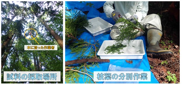 左:試料の採取場所で作業者が木に登っている様子。右:枝葉の分別作業をしている様子。