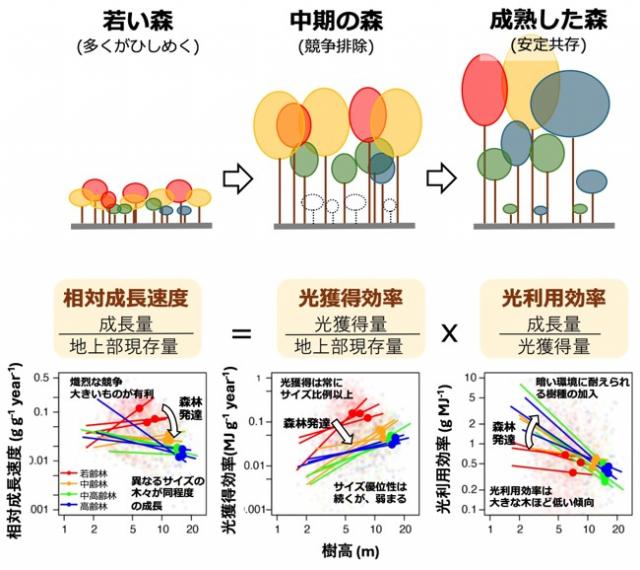 左から、若い森、中期の森、成熟した森の樹木の相対成長速度を光獲得効率と光利用効率に分けて解析した結果を示した図