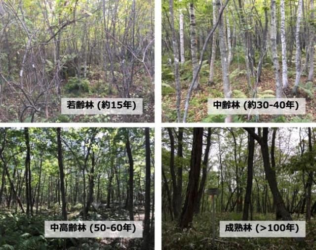 左上：約15年の若齢林、右上：約30～40年の中齢林、左下：50～60年の中高齢林、右下100年を超える成熟林の写真