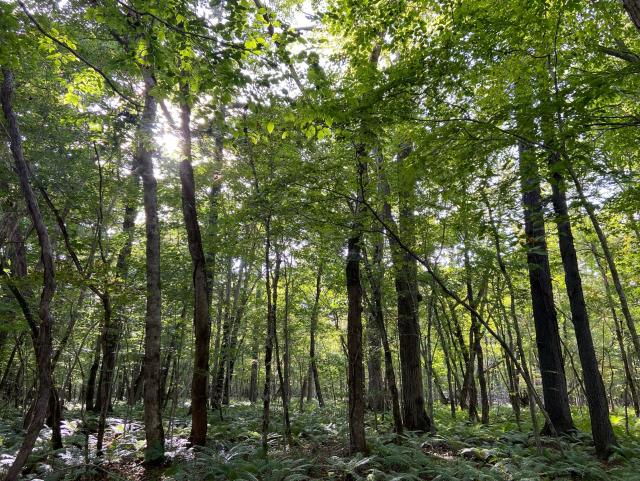 調査地の森の写真