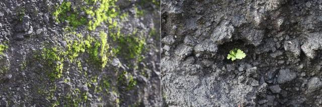2013~2020年の大規模噴火により植生が完全に消失した西之島で、噴火後初めての陸上植物の写真