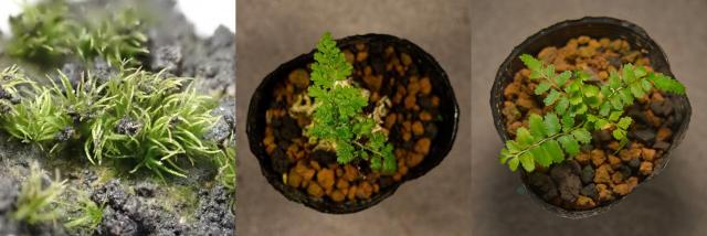 コケ植物1種(ユミダイゴケ)とシダ植物2種(イワヒメワラビ属の1種、タマシダ属の1種)の写真