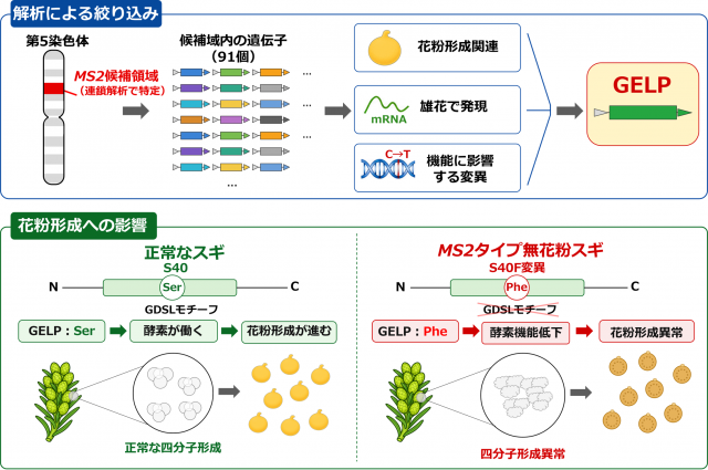 上段図:解析による絞り込みと、下段図:花粉形成への影響を示した図。