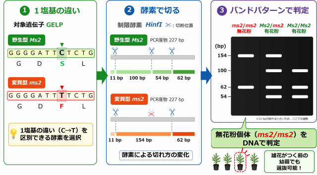 遺伝子の1塩基の違いを検出する簡便なDNAマーカーを開発を示した図。左から1.1塩基の違い、2.酵素で切る、3.バンドパターンで判定を示した図。